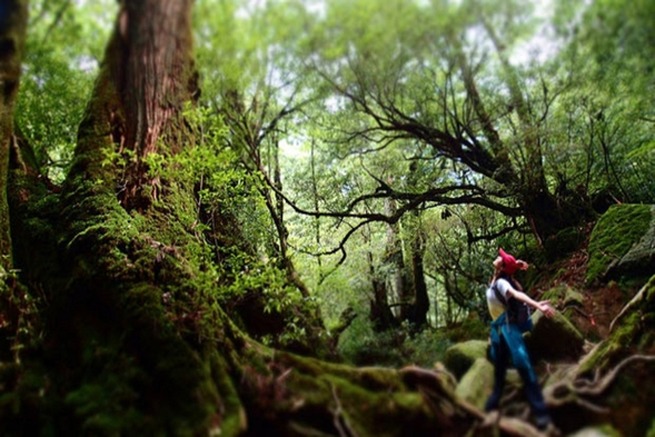 【いいね！Yakushima2泊3日】縄文杉＋白谷雲水峡半日ガイド付き